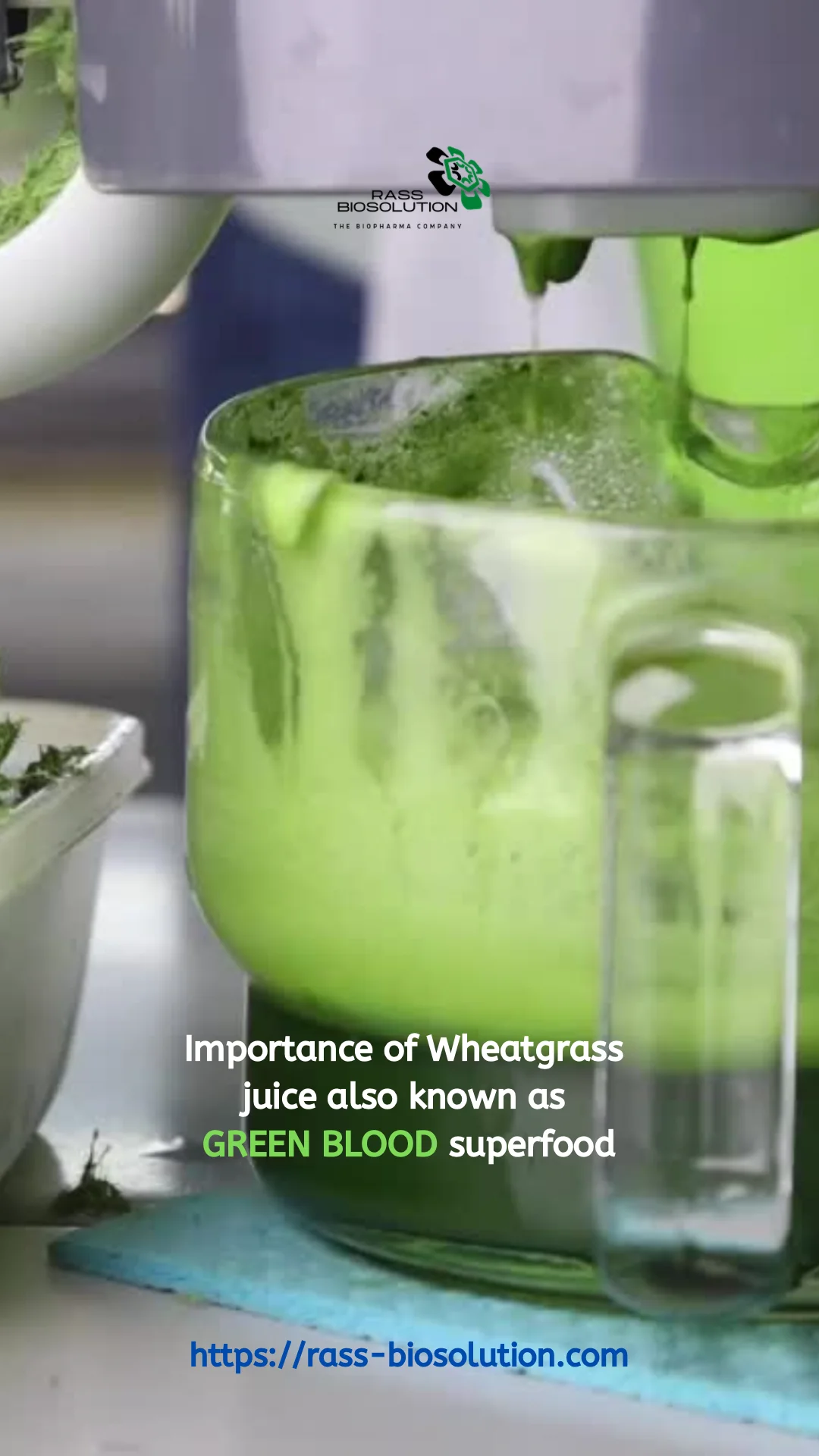 Wheatgrass powder