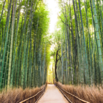 The medically important bamboo that will pave the way for sustainable passive income for every nutraceutical company in india
