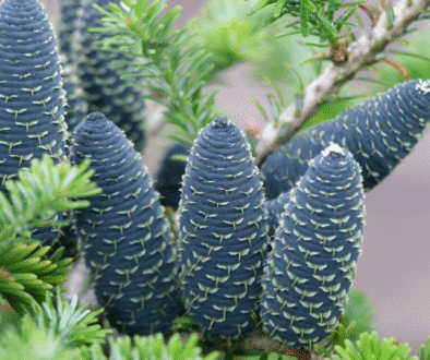 Abies Spectabilis – A Natural Support for Breathing and Immunity Abies Spectabilis – A Natural Support for Breathing and Immunity